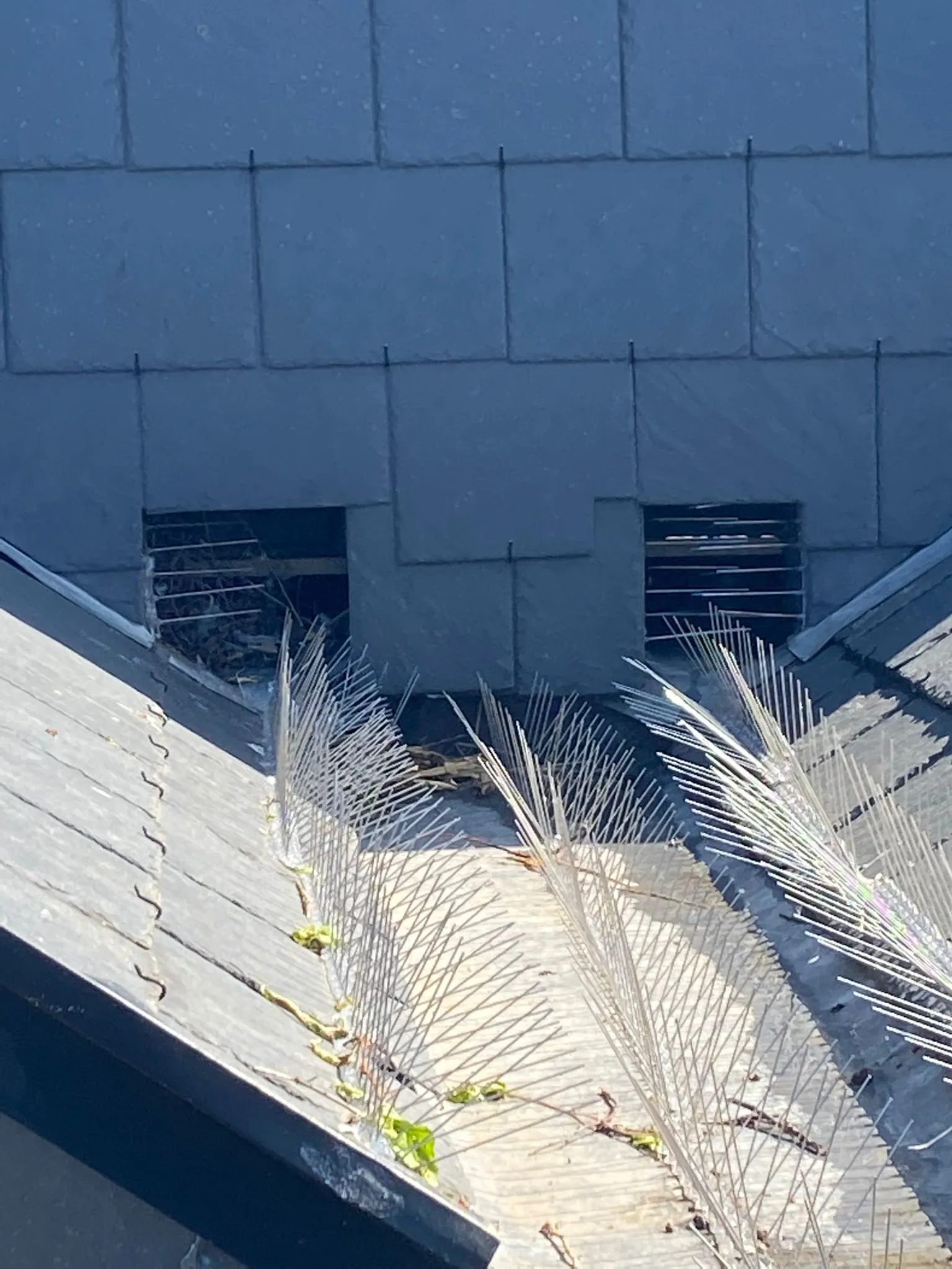 A bird sitting on top of a roof next to a building.