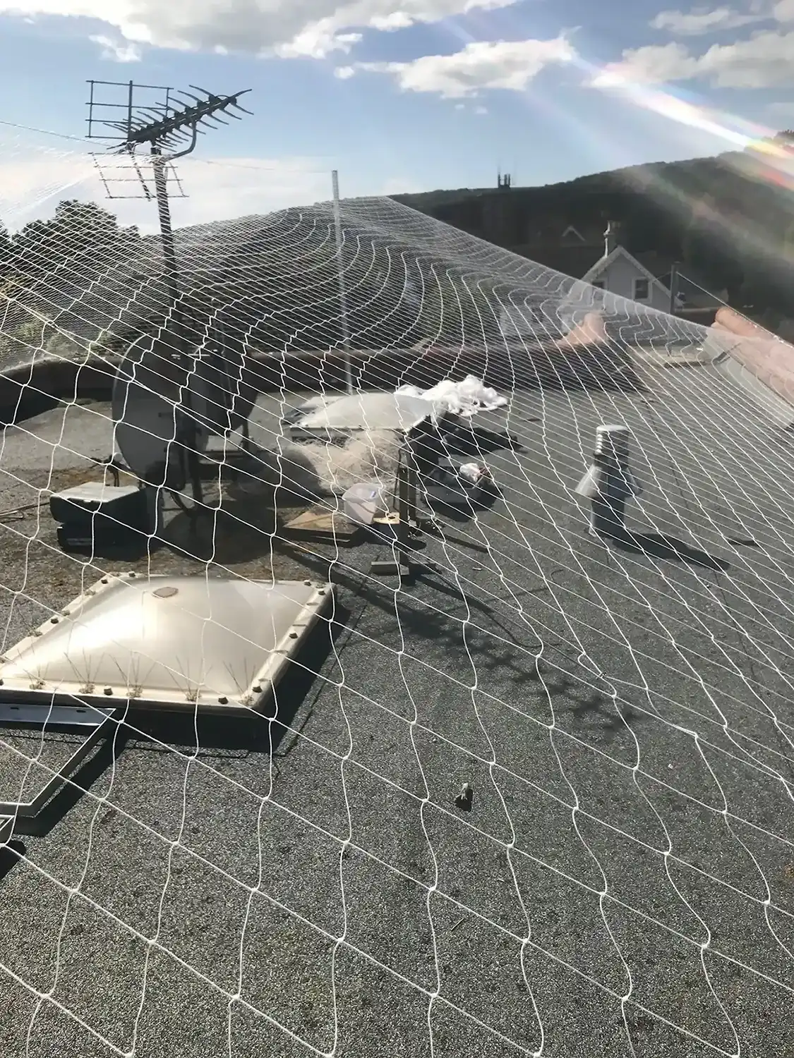 A group of birds sitting on top of a roof.